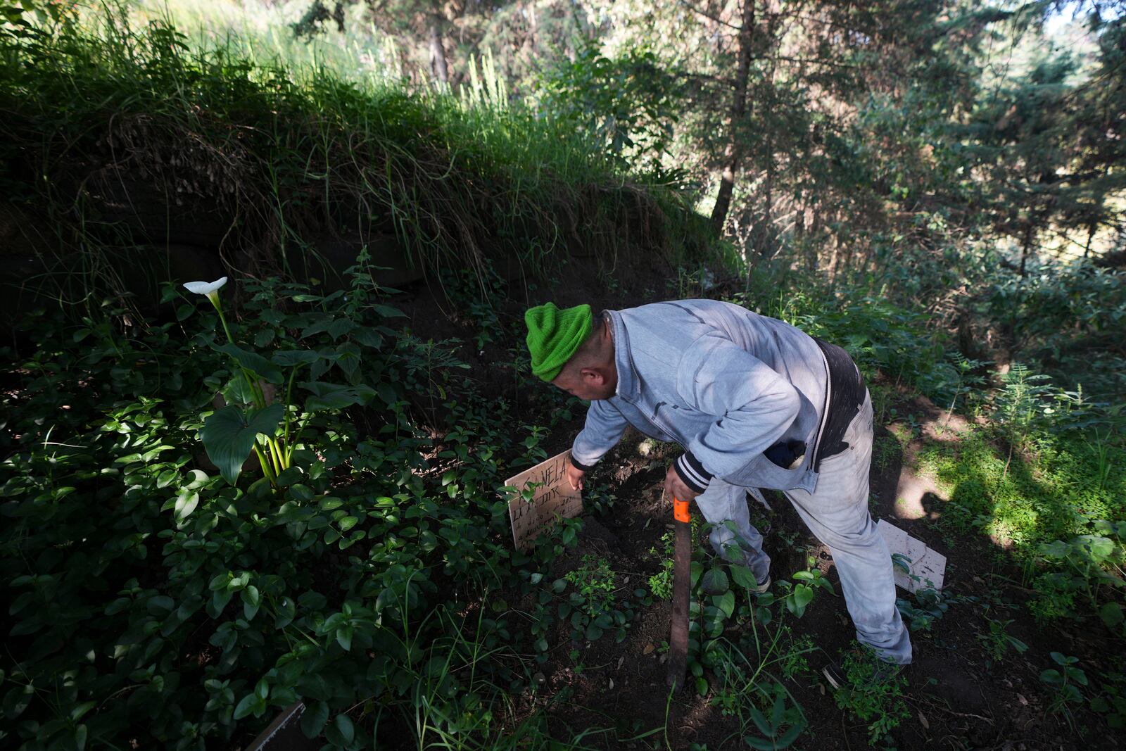 Caretaker Octavio Sanchez removes weeds from a grave site at a pet cemetery in Mexico City, Tuesday, Oct. 29, 2024. (AP Photo/Fernando Llano)