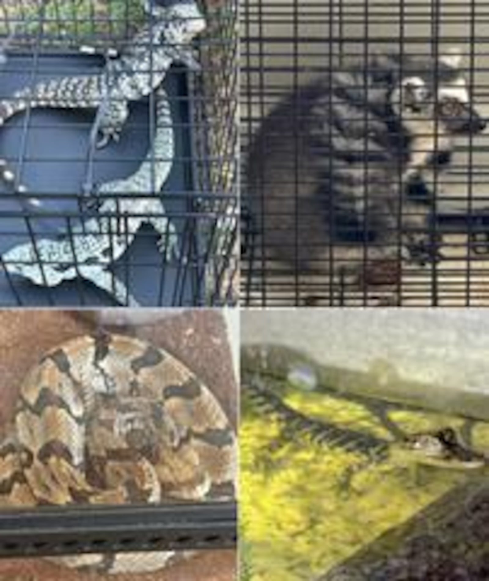 Exotic animals, including several snakes and a lemur, were rescued from a Clayton County home on Thursday, Oct. 17, 2024. Jaequan Smith Devers has been arrested and charged with six counts of possession of wild animals without a permit. Clayton County Sheriff's Office