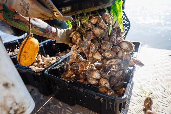 A harvest at the Tybee Oyster Company farm on the Bull River near Tybee Island in 2024. 