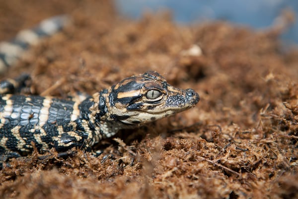 A baby alligator hatches in the Okefenokee National Wildlife Refuge. (Courtesy)