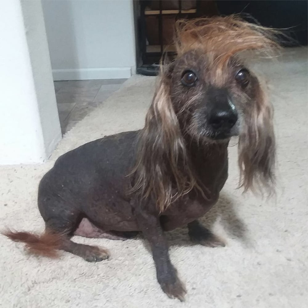 Photos: 2018 World’s Ugliest Dog contestants