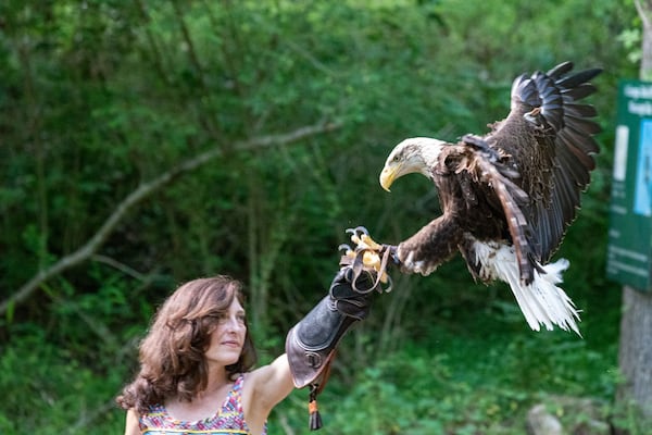 The Ancient Art of Falconry program at Historic Banning Mills gives visitors a chance to get up close and personal with the giant birds. Contributed by Historic Banning Mills