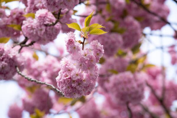 Macon Cherry Blossom Festival