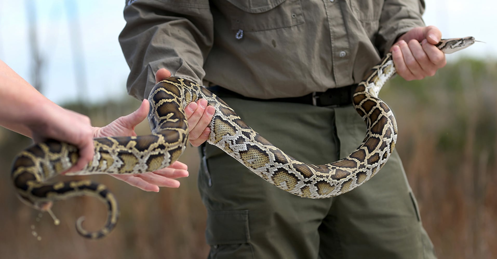 Non-native Pythons