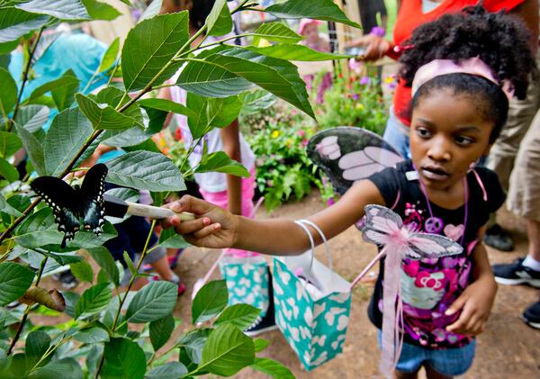 FLUTTERING BY--July 13, 2013 Roswell - Jessica Robinson carefully reaches for a butterfly inside the live butterfly exhibit tent at the Chattahoochee Nature Center in Roswell during the 14th annual Flying Colors Butterfly Festival on Saturday, July 13, 2013. Visitors were invited into the tent to hand feed over 250 butterflies. Other activities during the festival included live music, childrens arts and crafts and butterfly releases into the wild. JONATHAN PHILLIPS / SPECIAL