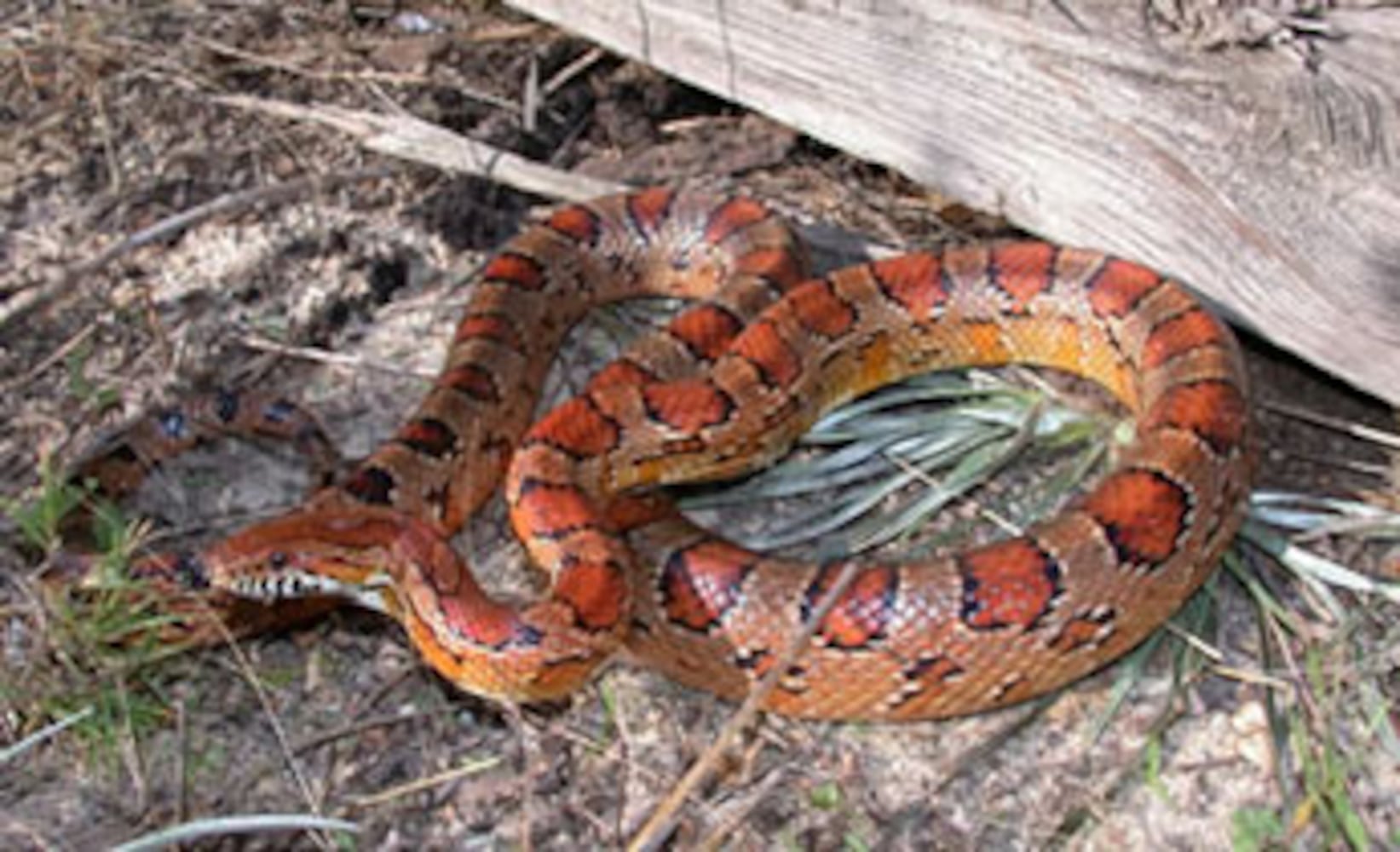 Georgia non-venomous snakes