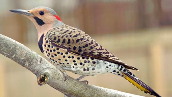 Here’s an example of what one particular woodpecker looks like. The yellow-shafted Flicker is part of the woodpecker family and is mostly found in the eastern U.S.