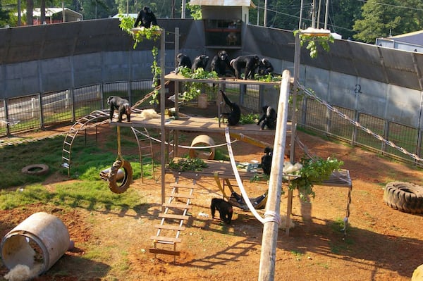 The Yerkes National Primate Research Center has two locations, a 25-acre center on Emory University's main campus in Atlanta and a 117-acre Field Station in Lawrenceville. A group of faculty members and graduates wants Yerkes' name removed from the center, saying his work was racist. (File photo)