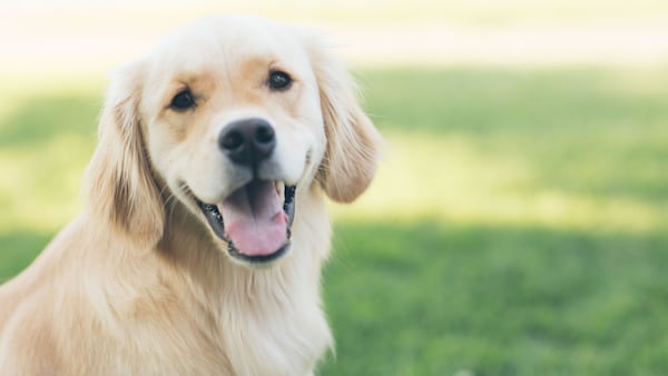 A golden retriever. (John Price/Unsplash)