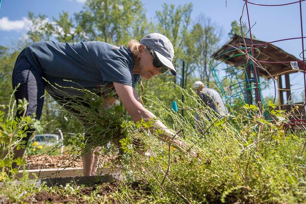 04/09/2020 - Lilburn, Georgia  - Gardener Andrea Brannen pulls weeds in a plot while visiting the Lilburn community garden in downtown Lilburn, Thursday, April 9, 2020. Brennen has been gardening at the community garden for a year. (ALYSSA POINTER / ALYSSA.POINTER@AJC.COM)