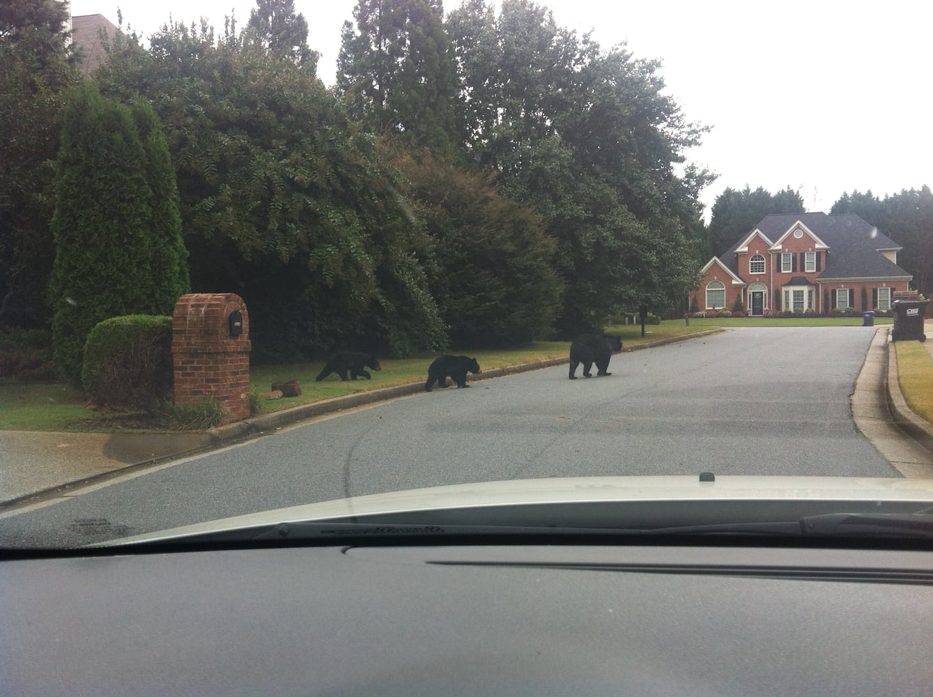 Black bears spotted in Cumming, GA.