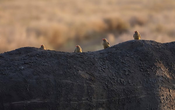 Redbilled Oxpecker birds perch on a rhino during the annual wildlife count at Lewa Wildlife Conservancy, Northern Kenya, Thursday, Feb. 27, 2025. (AP Photo/Andrew Kasuku)