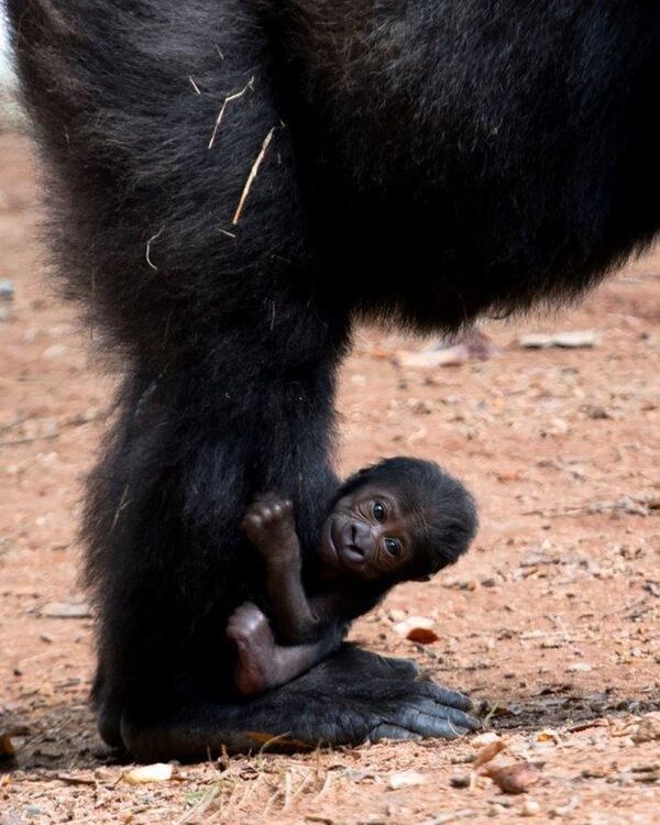 A female western lowland gorilla was born to Kudzoo and Taz on Sept. 18. She s the 23rd gorilla born in the Zoo’s Ford African Rain Forest and is a granddaughter of Willie B. Photo. Photo: courtesy Zoo Atlanta