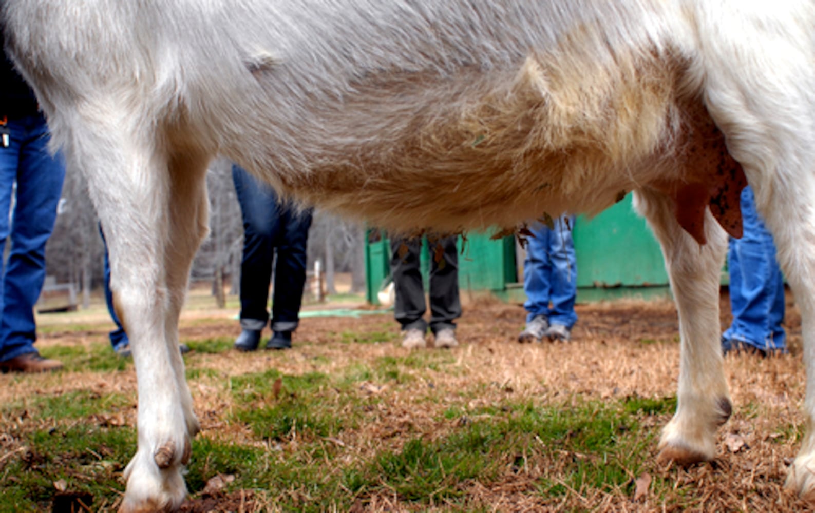 Want milk? A clean yard? Get a goat