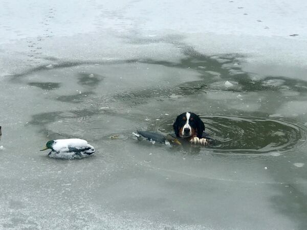 Franklin Firefighter/EMT Kyle Keeler is holding Maggie, a puppy that had to be rescued from an icy pond on Beal Road after falling through the ice. CONTRIBUTED.