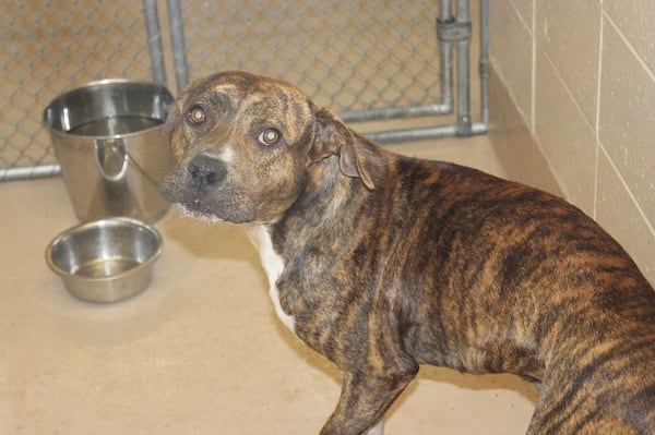 Photos courtesy Gwinnett County animal shelter.