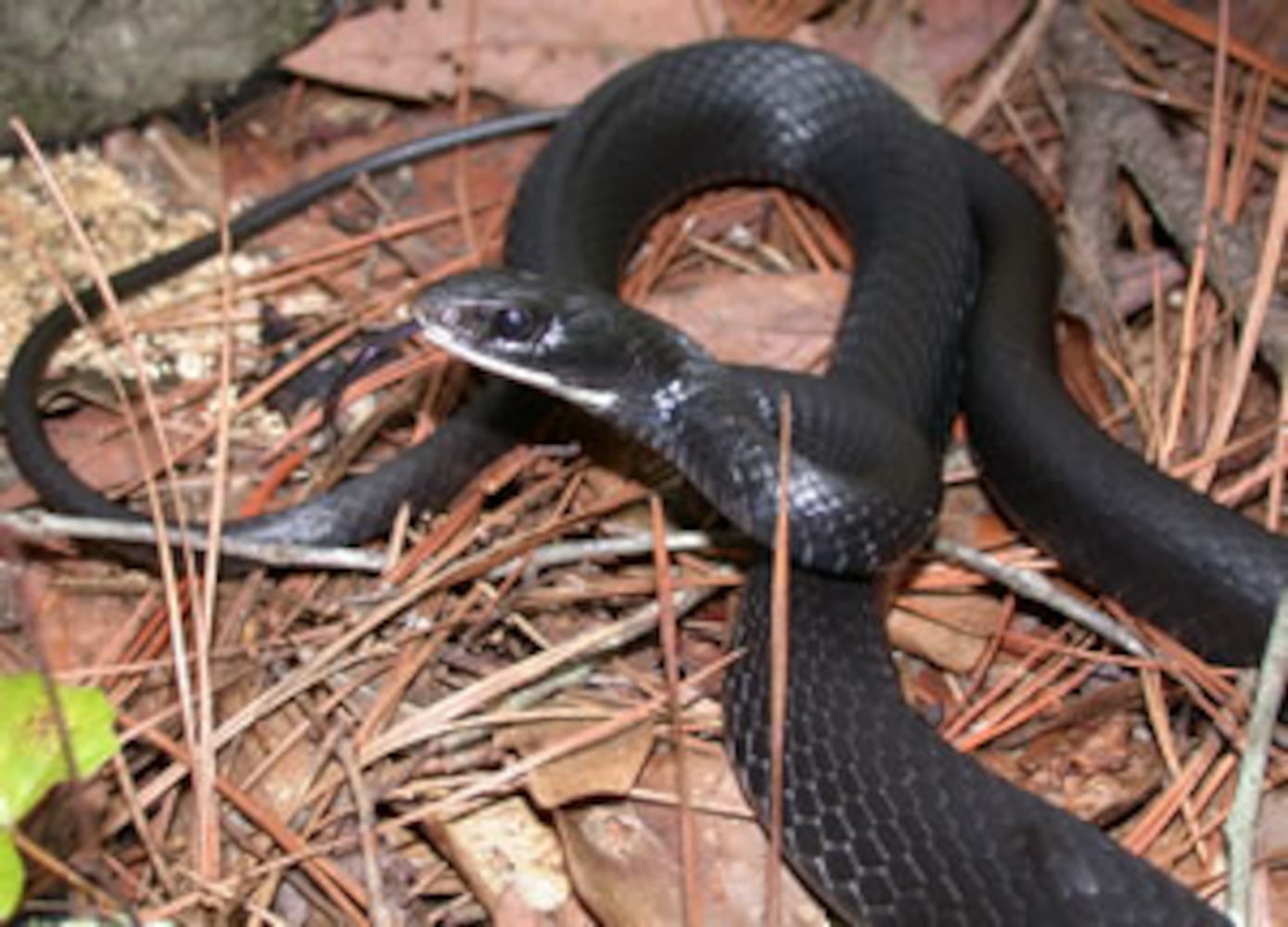 Georgia non-venomous snakes