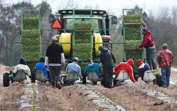 In this 2019 file photo, farm workers hand plant rows of watermelon while riding on a seat platform behind a tractor at a farm in Tift County.