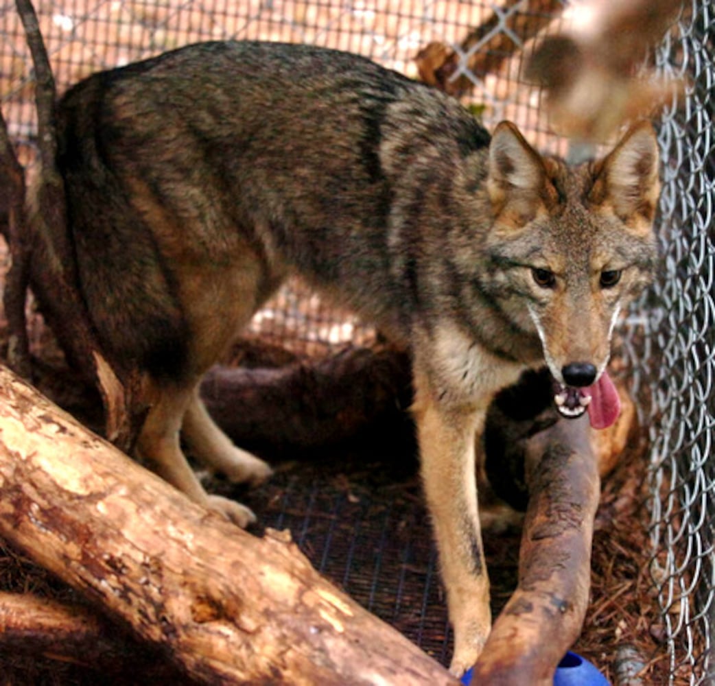 Neighborhood coyotes have a friend