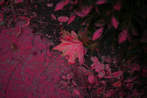 FILE - Fire retardant covers leaves as crews battle the Palisades Fire in Mandeville Canyon, Jan. 11, 2025, in Los Angeles. (AP Photo/Eric Thayer, File)