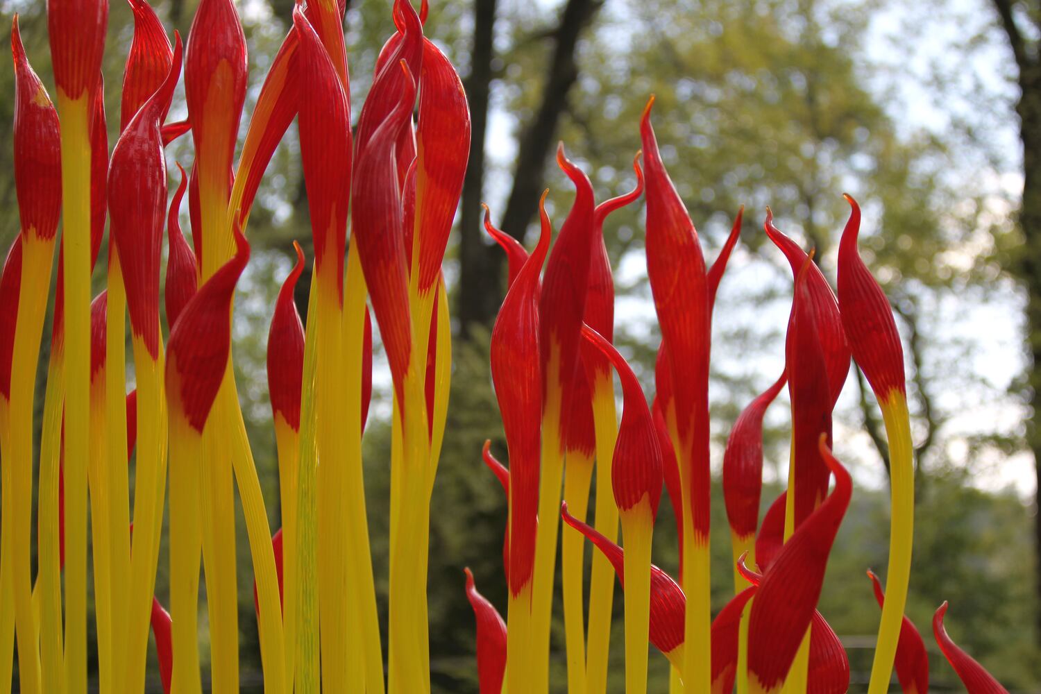 Chihuly Garden Installations | Atlanta Botanical Gardens