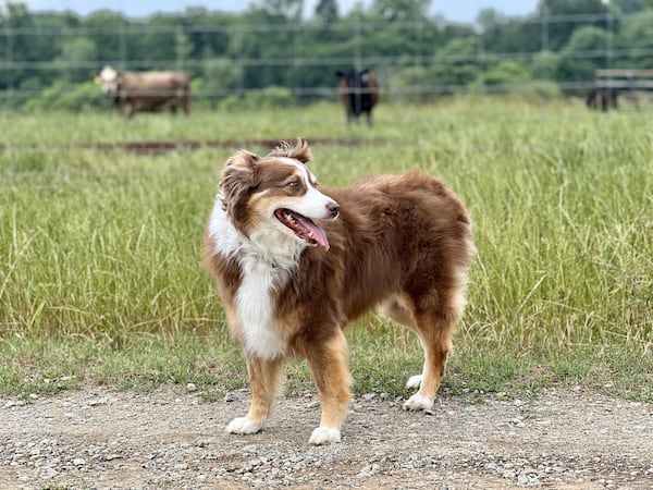 Piper Duvall is an Australian shepherd who calls Georgia Chamber lobbyist Katie Duvall her person. Piper lives in "the real Buckhead" in Morgan County. (Courtesy photo)