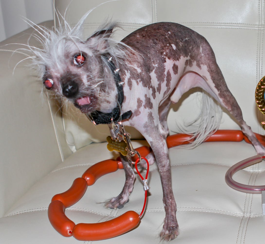 Photos: 2018 World’s Ugliest Dog contestants