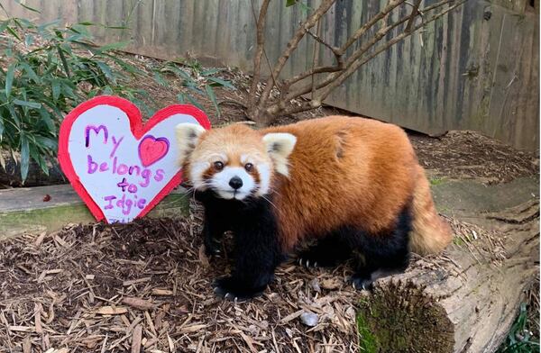 Idgie celebrates Valentine's Day. CONTRIBUTED: ZOO ATLANTA