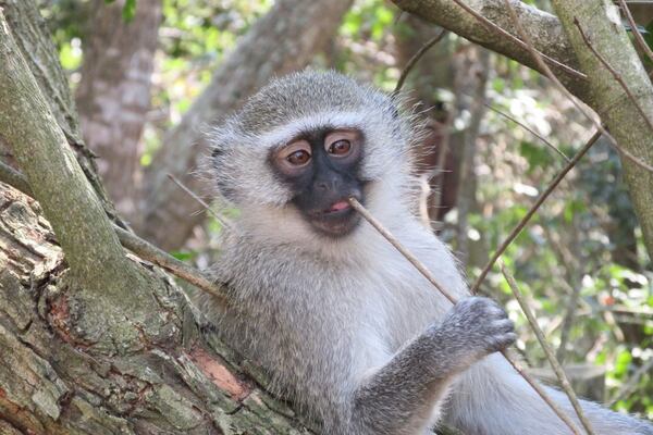 Steve Yates shared this photo of  " a vervet monkey on a lazy afternoon in South Africa's Mun-Ya-Wana Game Reserve" that he called "Just Chillin."