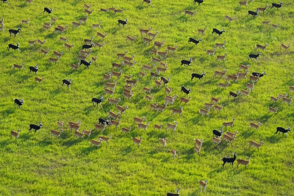 FILE - Antelope run as they migrate through national parks and surrounding areas in South Sudan, June 18, 2024. (AP Photo/Brian Inganga, File)