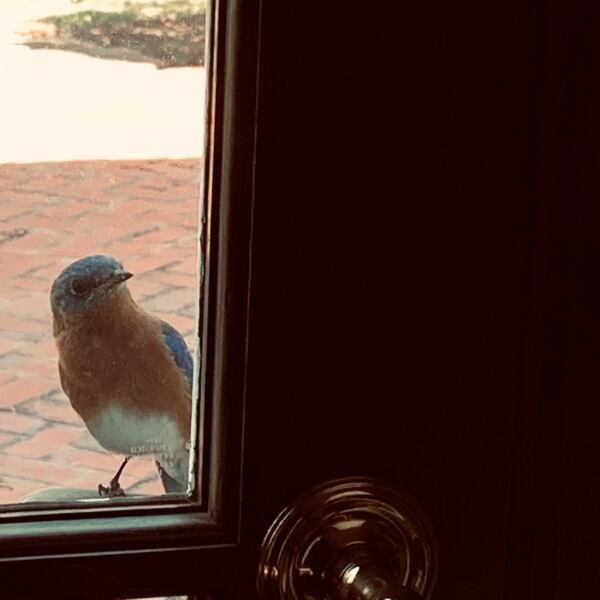 "This is the bluebird looking in our den from outside," wrote  Jackie Murphy.  "He would come everyday."