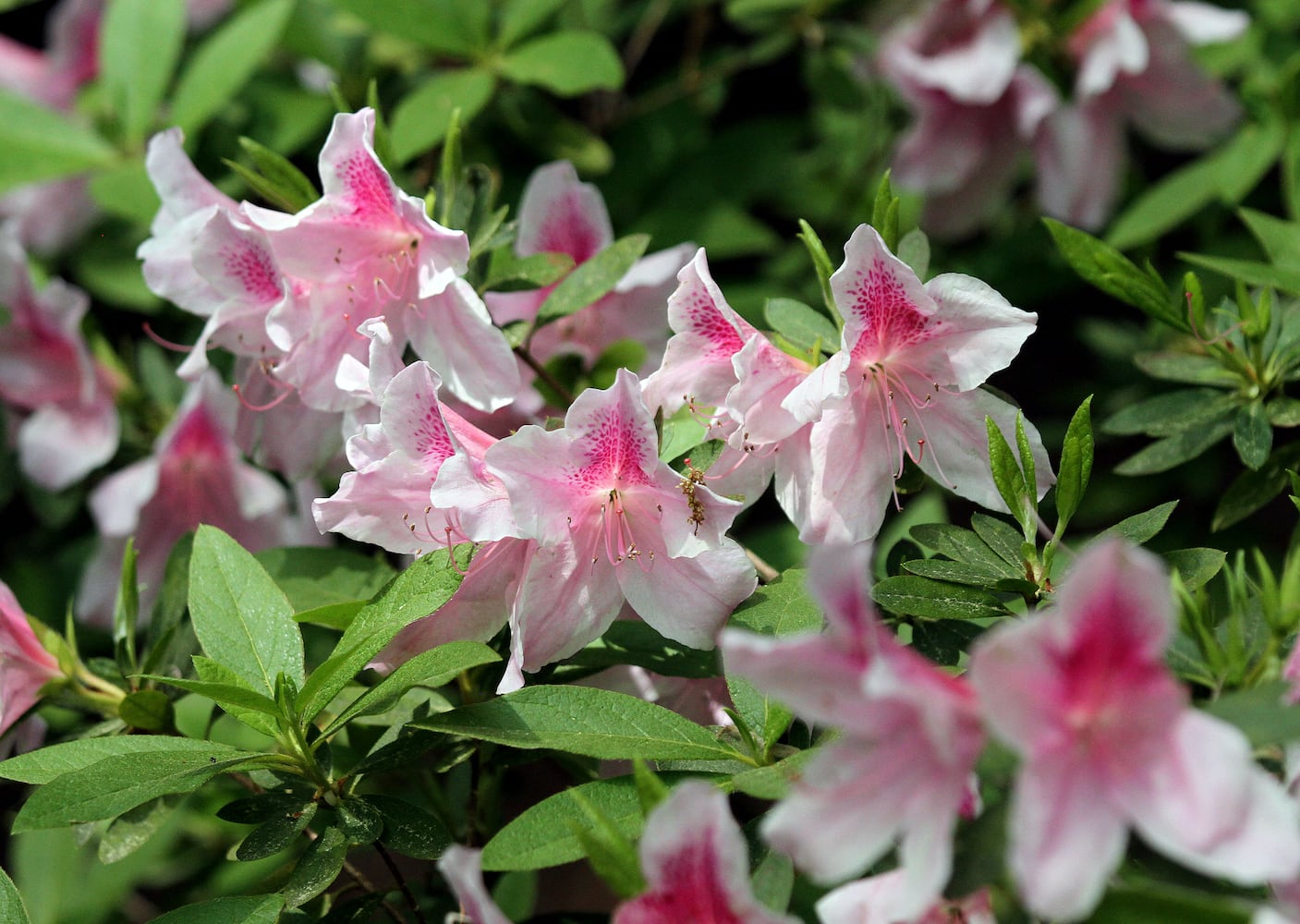 Augusta National Golf Club, which was originally built on the former 365-acre Fruitland Nurseries, is full of blooming flowers.