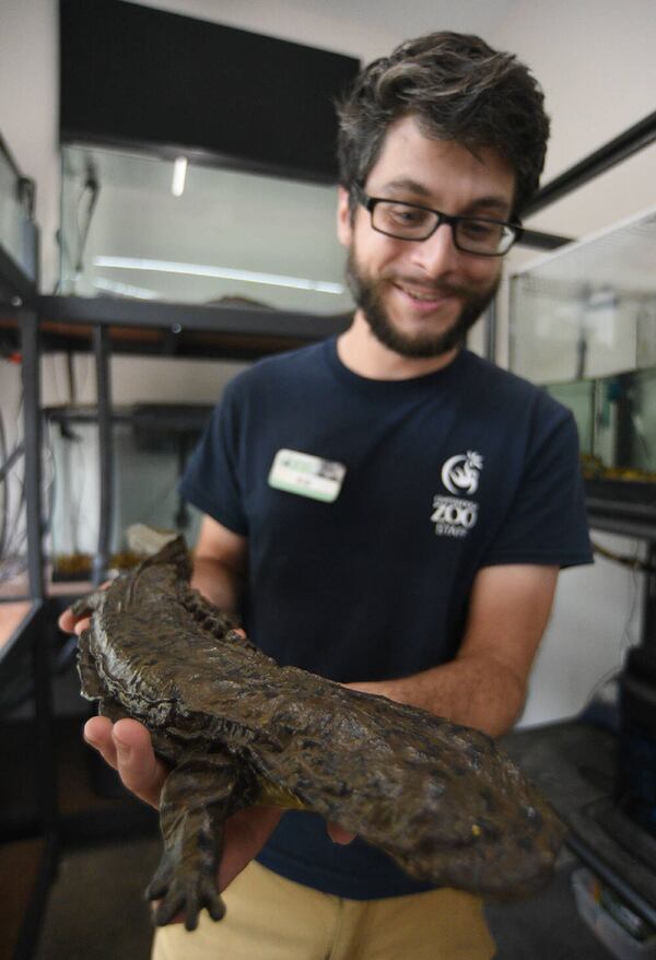 Herpetology keeper William Ternes holds a model of a hellbender at the Chattanooga Zoo. (Courtesy of Matt Hamilton/Chattanooga Times Free Press)