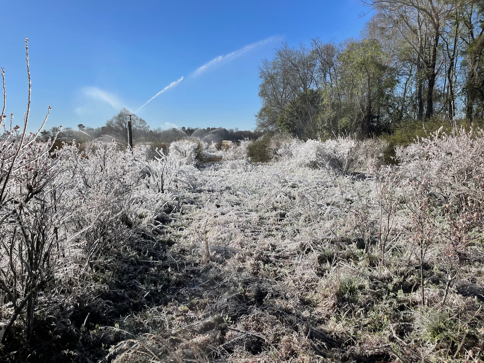 A photo shows ice formed on blueberry bushes on Dick Byne's farm in Waynesboro, Georgia. Using sprinklers to coat berries in ice is a technique some farmers use to protect their fruit from freezing temperatures, but Byne's crop was still damaged by freezing temperatures on March 12 and 13, 2022.