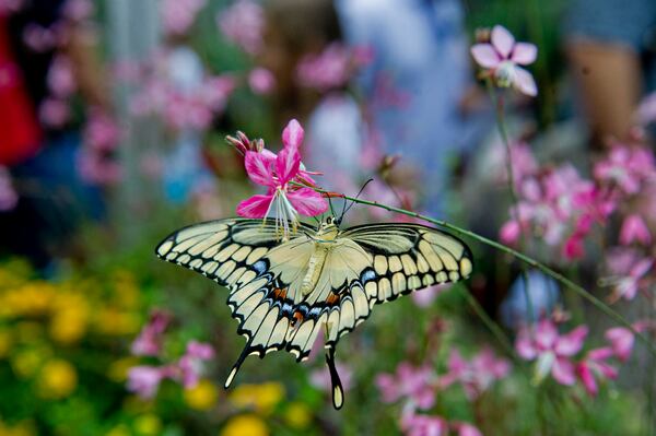 File photo: Hundreds of butterflies fill multiple tents during the event which also features birds of prey, children's activities and food.