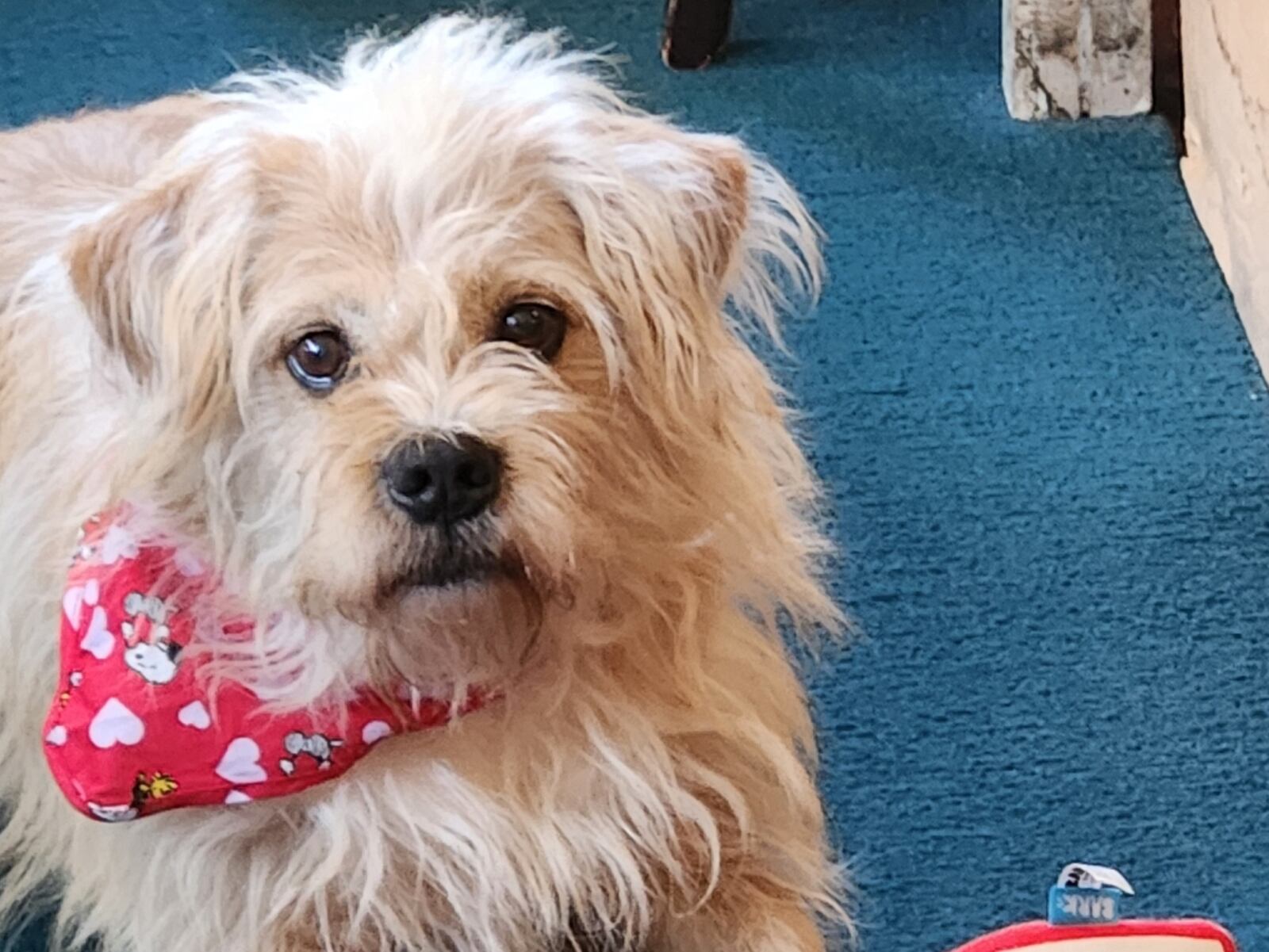 Buddy Lee moved from Riverdale when his owner had to enter assisted living. He now lives in Coweta County with two dogs and three people, including AJC subscriber Marian Lee. (Courtesy photo)