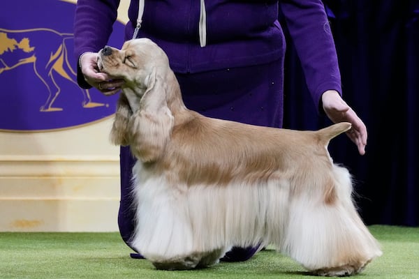 A Cocker Spaniel competes in the sporting group competition during the 149th Westminster Kennel Club Dog show, Tuesday, Feb. 11, 2025, in New York. (AP Photo/Julia Demaree Nikhinson)