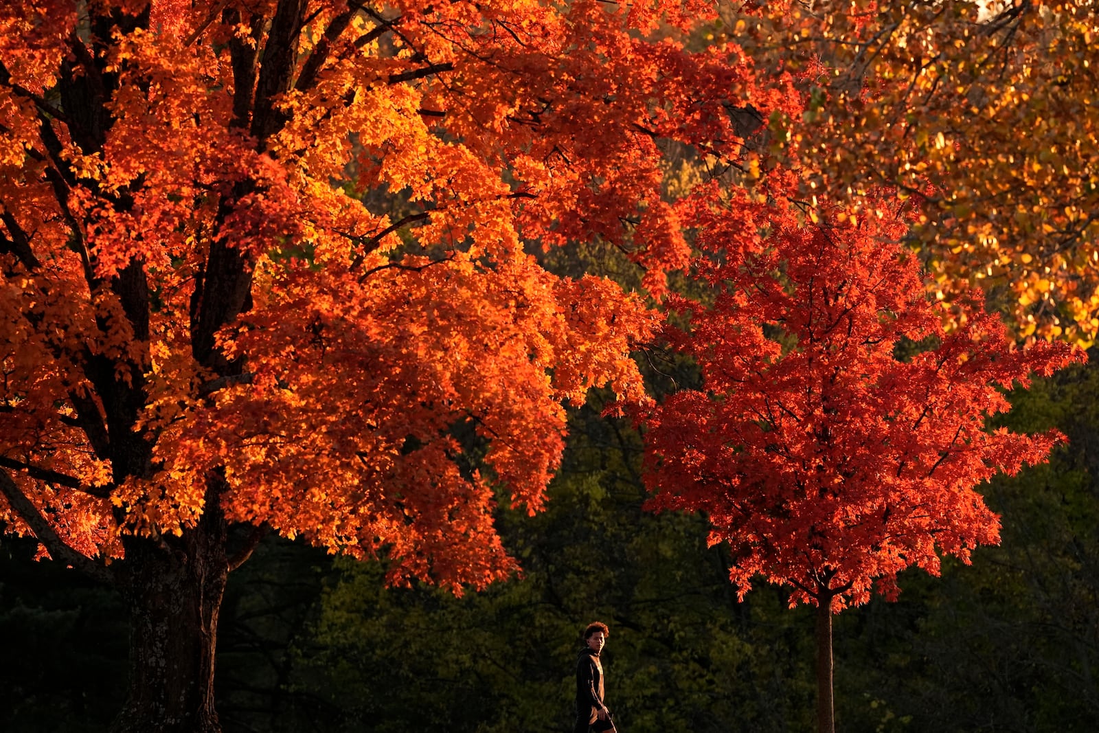 FILE - A person walks past trees displaying fall colors, Oct. 25, 2024, in Shawnee, Kan. (AP Photo/Charlie Riedel, File)