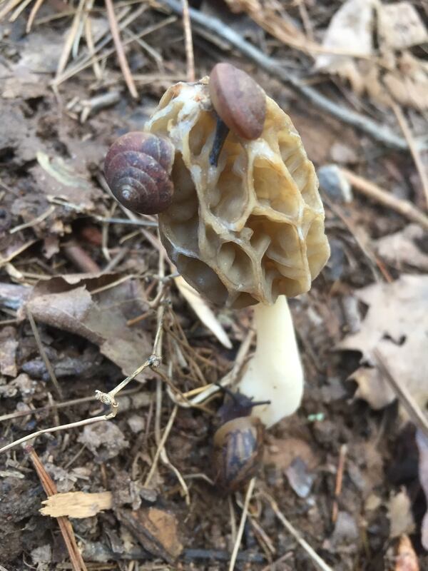 Clyde Calhoun sent in this photo he titled "Snails on morel." He said it was taken in White County, near Helen in Northern Georgia.