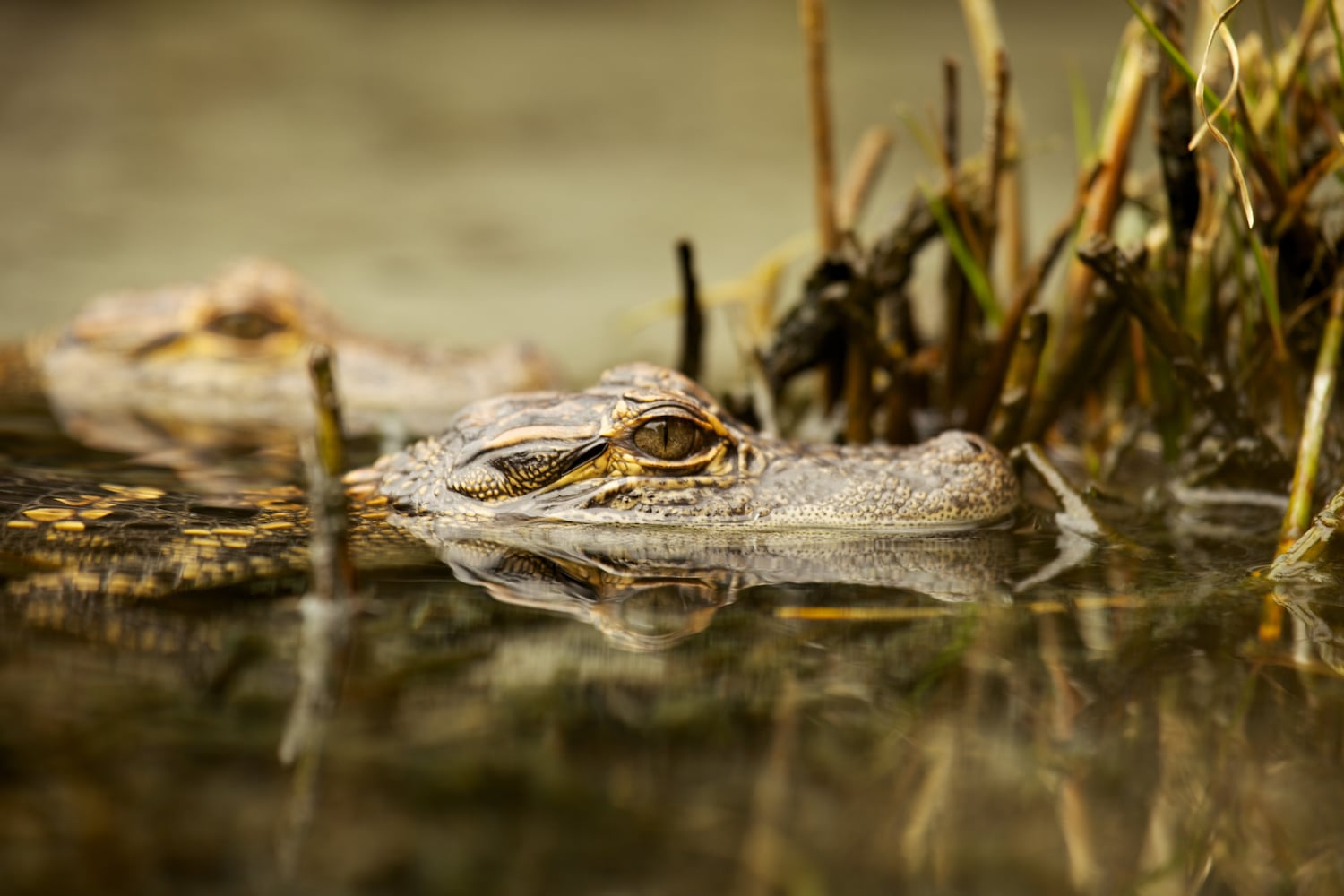 Little St. Simons Island by Britt Brown