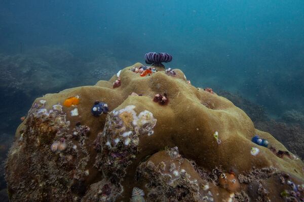 Coral reefs are visible off the coast of Nha Trang, Vietnam, Oct. 24, 2024. (AP Photo/Yannick Peterhans)