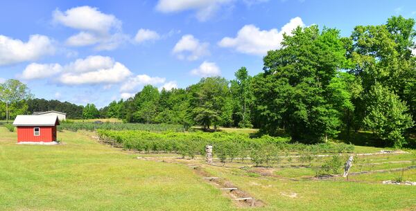 Hemi Blueberry Farm has a total of 3,200 plants, and soon will have blackberry rows. Chris Hunt for The Atlanta Journal-Constitution