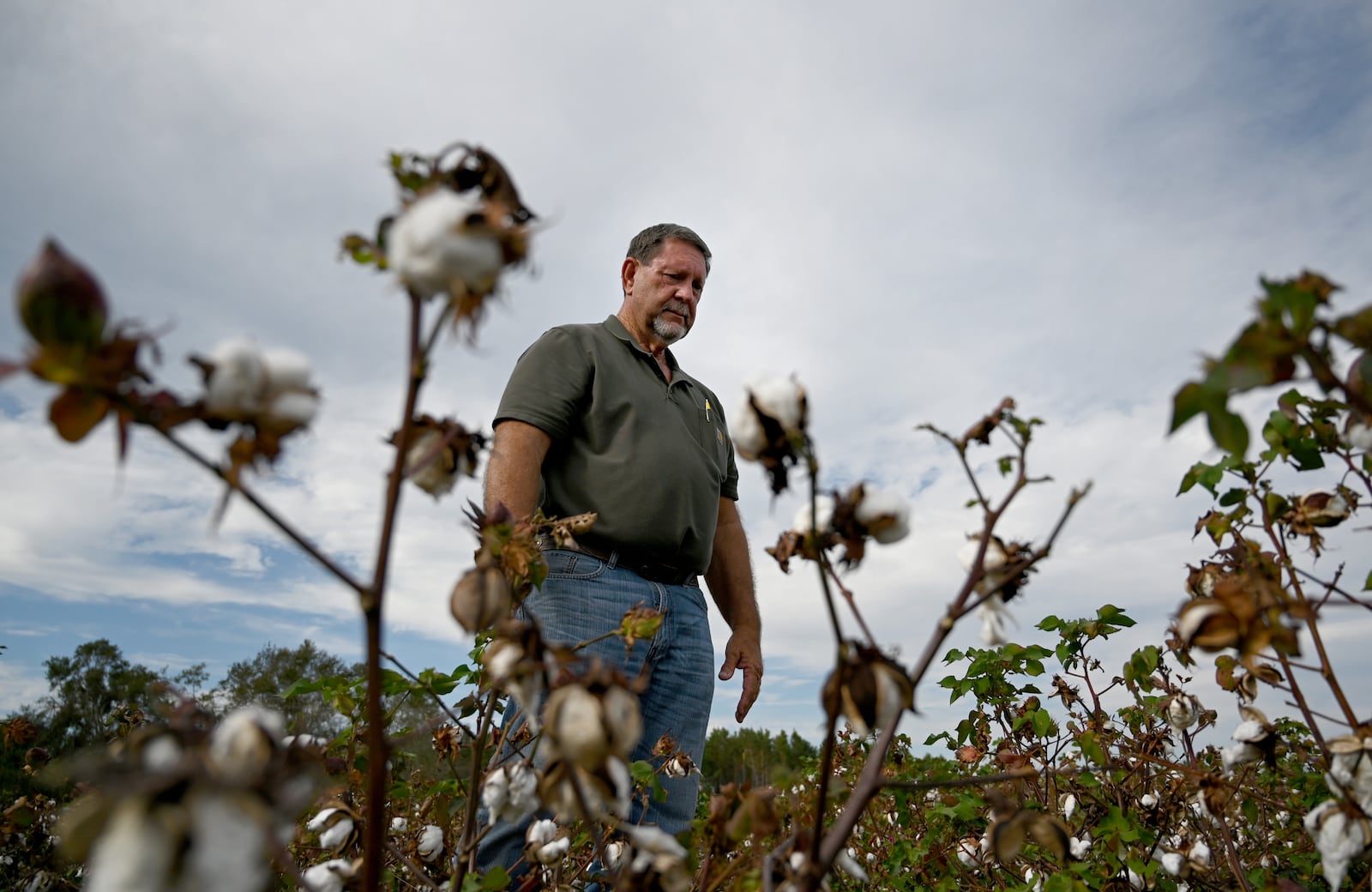 Lamar Vickers shows the heavily damaged cotton  field caused by Hurricane Helene at Vickers Farms, Tuesday, October 1, 2024, in Nashville. Vickers farms in partnership with his brother, Lamar, his brother Carlos and son Bradley grow blueberries, watermelons, tobacco, peanuts, cotton and corn. (Hyosub Shin / AJC)