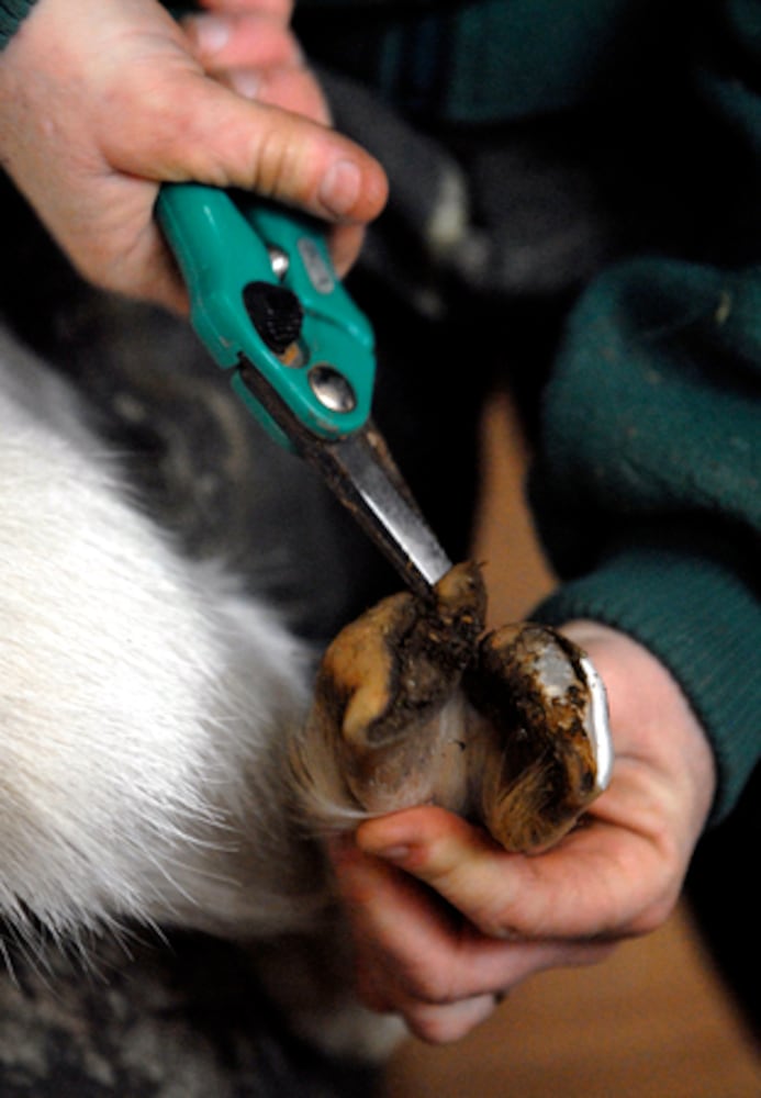 Want milk? A clean yard? Get a goat