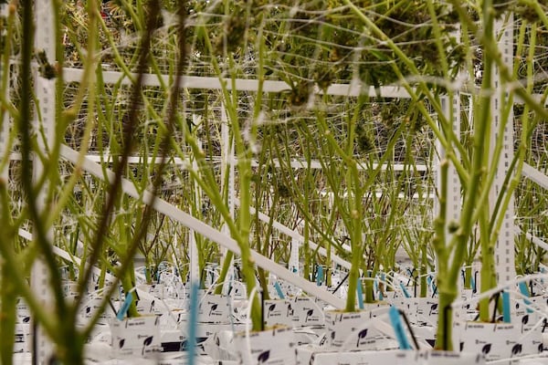 Rows of cannabis plants grow in the flower room of the Fine Fettle cannabis cultivation and extraction facility on Wednesday, May 29, 2024, in Macon, Georgia. Over fifteen strains of cannabis plants grow within the same space. (Photo Courtesy of Katie Tucker)