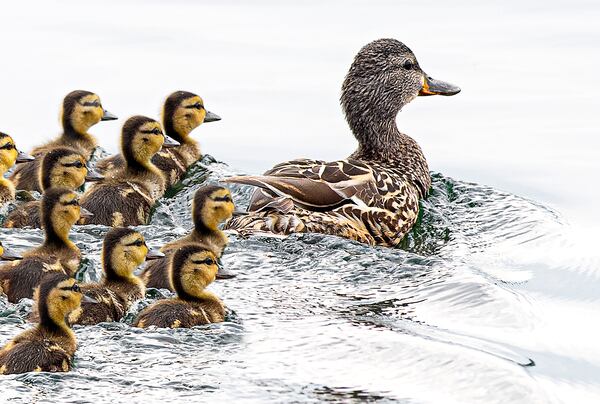 Ducks are shown in a pond in North America's Prairie Pothole Region.