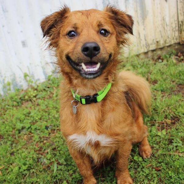 Best Friends Animal Society's Smyrna shelter, 4874 S. Atlanta Road, started its "12 Strays of Christmas" adoption campaign Thursday, Dec. 8, 2016.