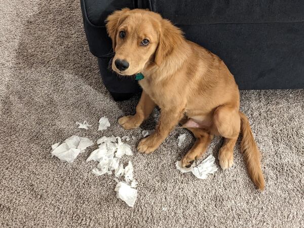 Every day is Sine Die for Cooper Allison, who tears up every piece of paper he can find. (Courtesy photo)