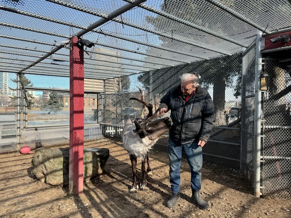 Albert Whitehead spends time with Star, his pet reindeer, in his pen with downtown Anchorage, Alaska, in the background on March 11, 2025. (AP Photo/Mark Thiessen)