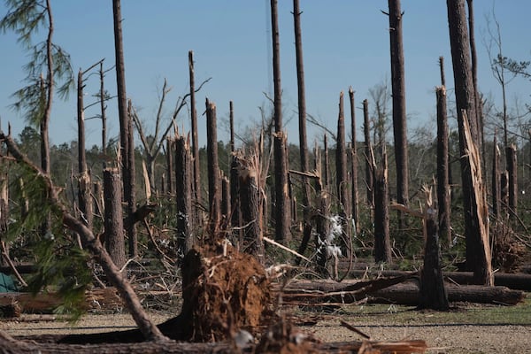 A grove of pine trees were destroyed by Saturday's tornado in Tylertown, Miss., shown on Sunday, March 16, 2025. (AP Photo/Rogelio V. Solis)